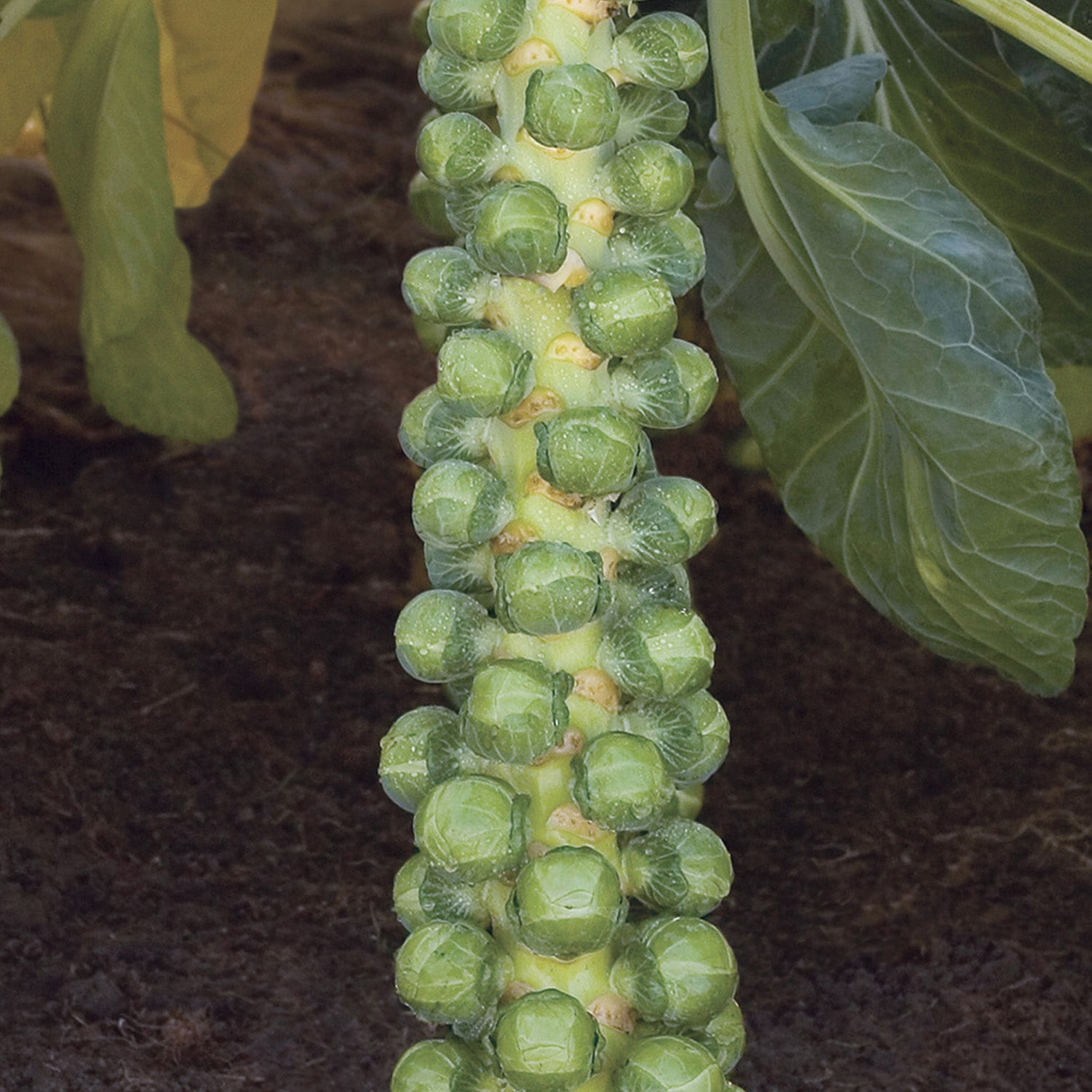 Cryptus Brussels Sprouts Seeds – High Yield Hybrid | Stokes Seeds ...
