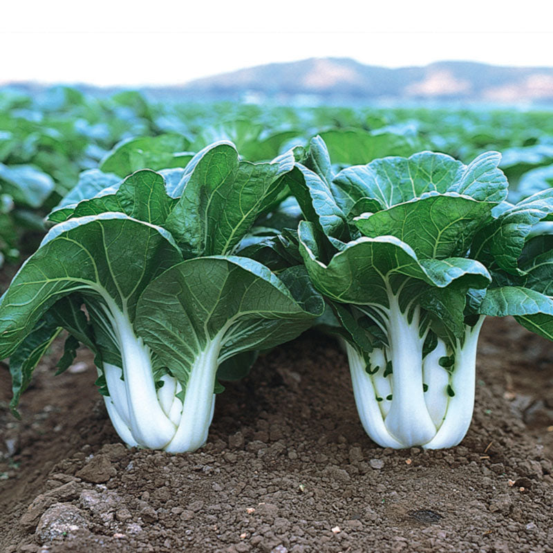Joi Choi (Chinese) Pak Choi Hybrid