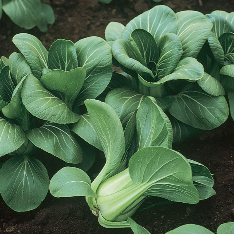 Mei Qing Choi (Chinese) Pak Choi Hybrid