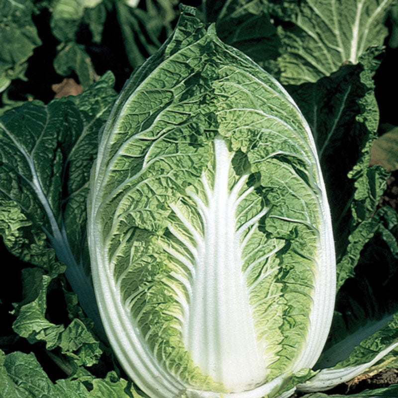 Yuki (Chinese) Cabbage Hybrid