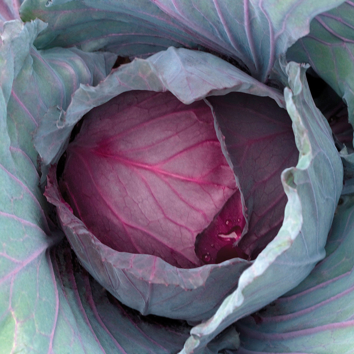 Red Jewel Cabbage Hybrid