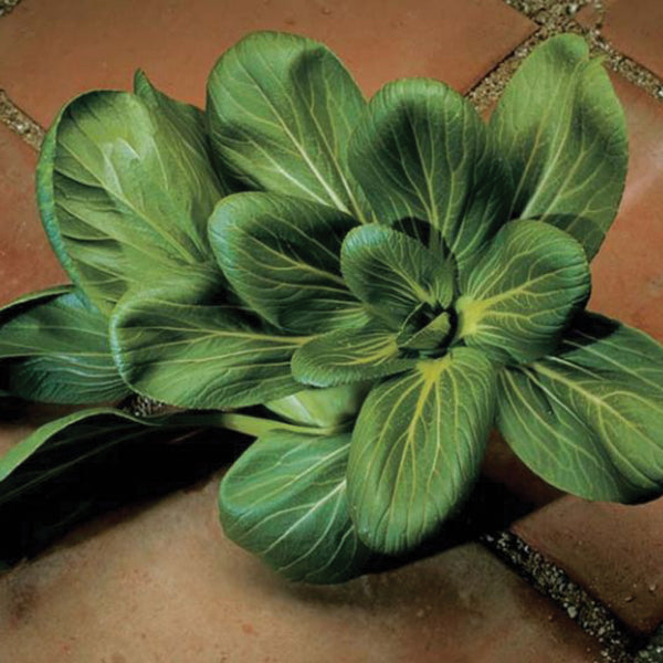 Feng Qing Choi (Chinese) Pak Choi Hybrid