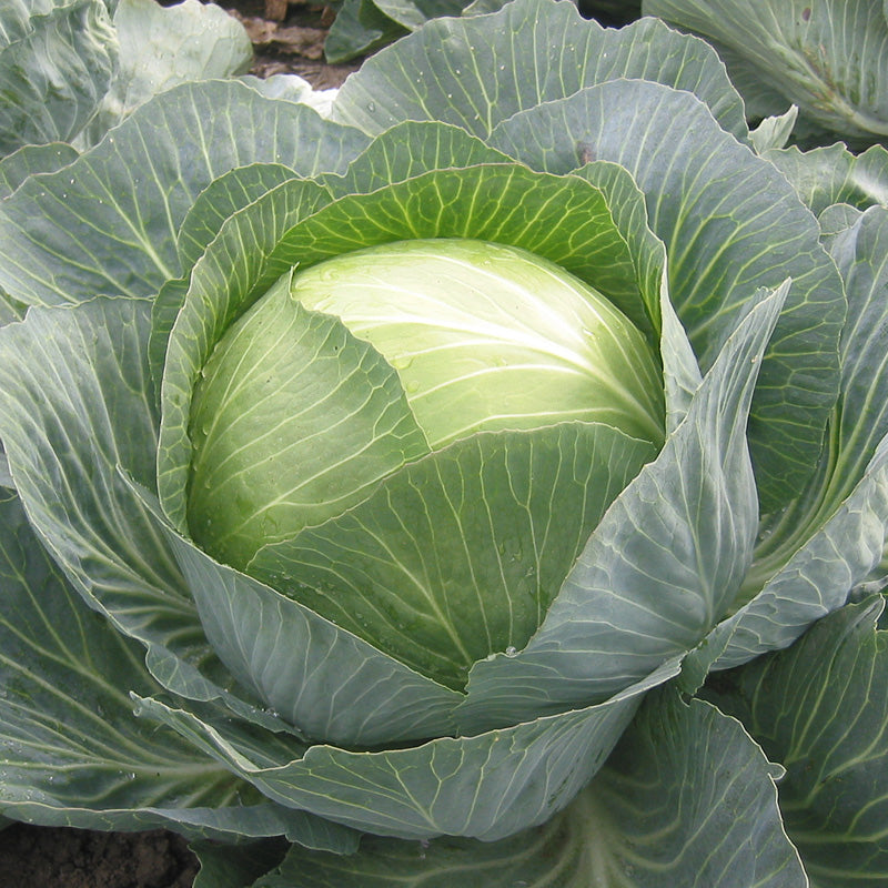 Loughton Cabbage Hybrid