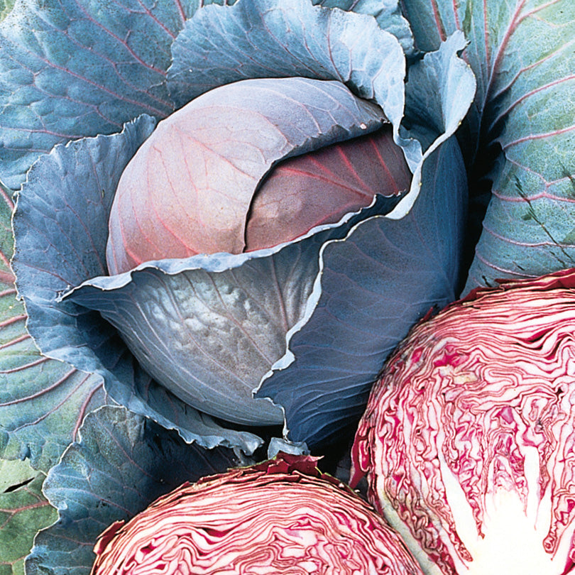 Red Dynasty Cabbage Hybrid