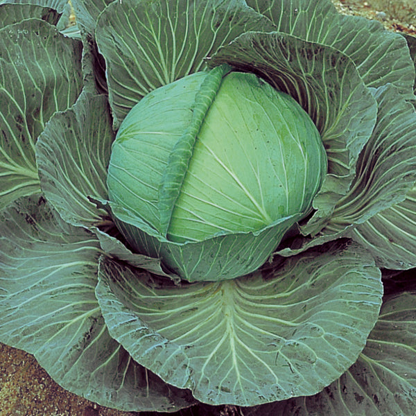 O-S Cross Improved Cabbage Hybrid