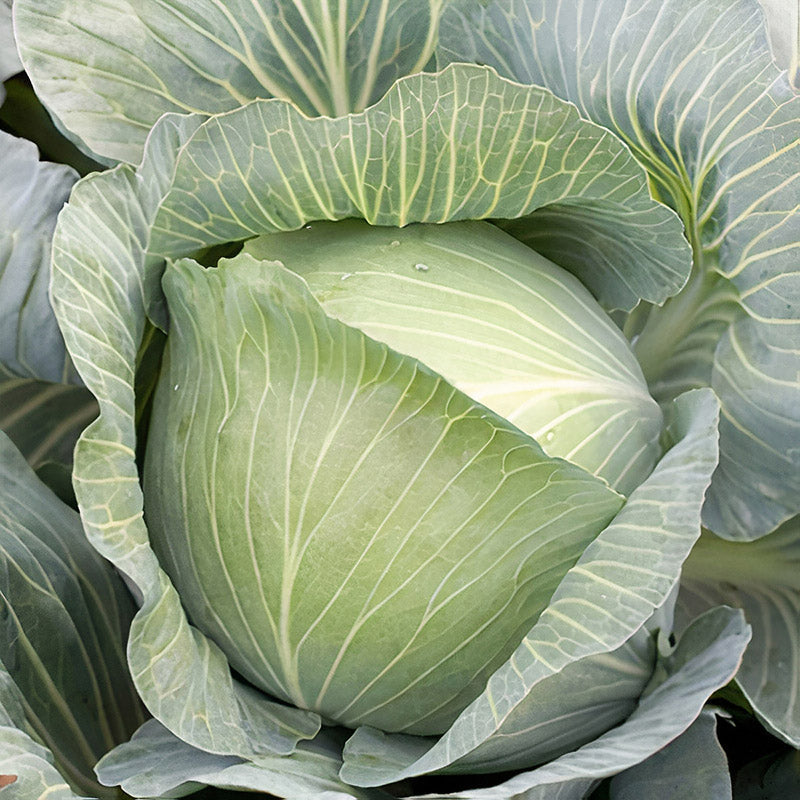 Mucsuma Cabbage Hybrid
