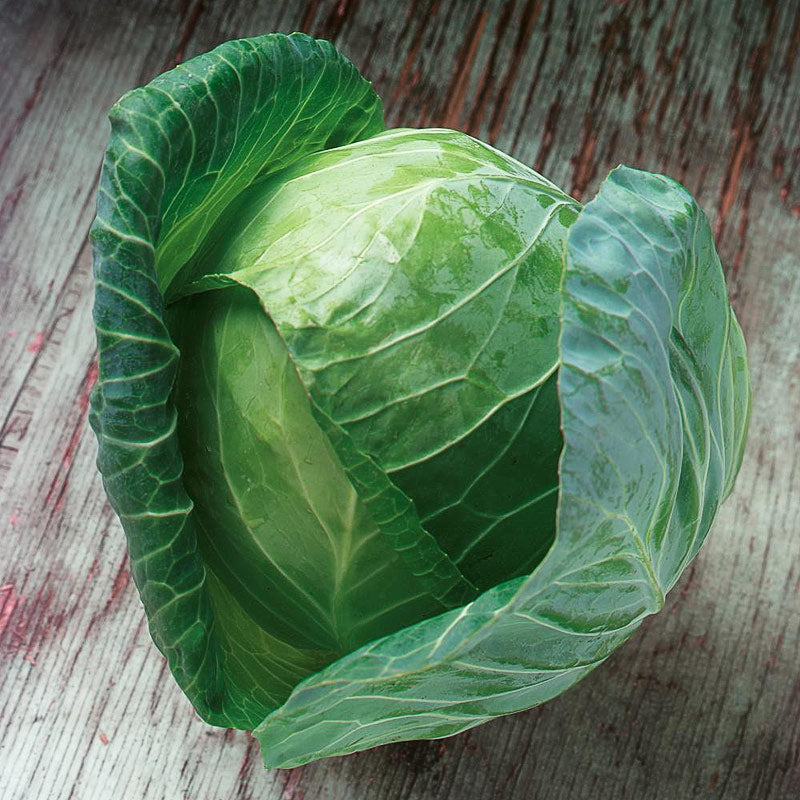 Gregorian Cabbage Hybrid