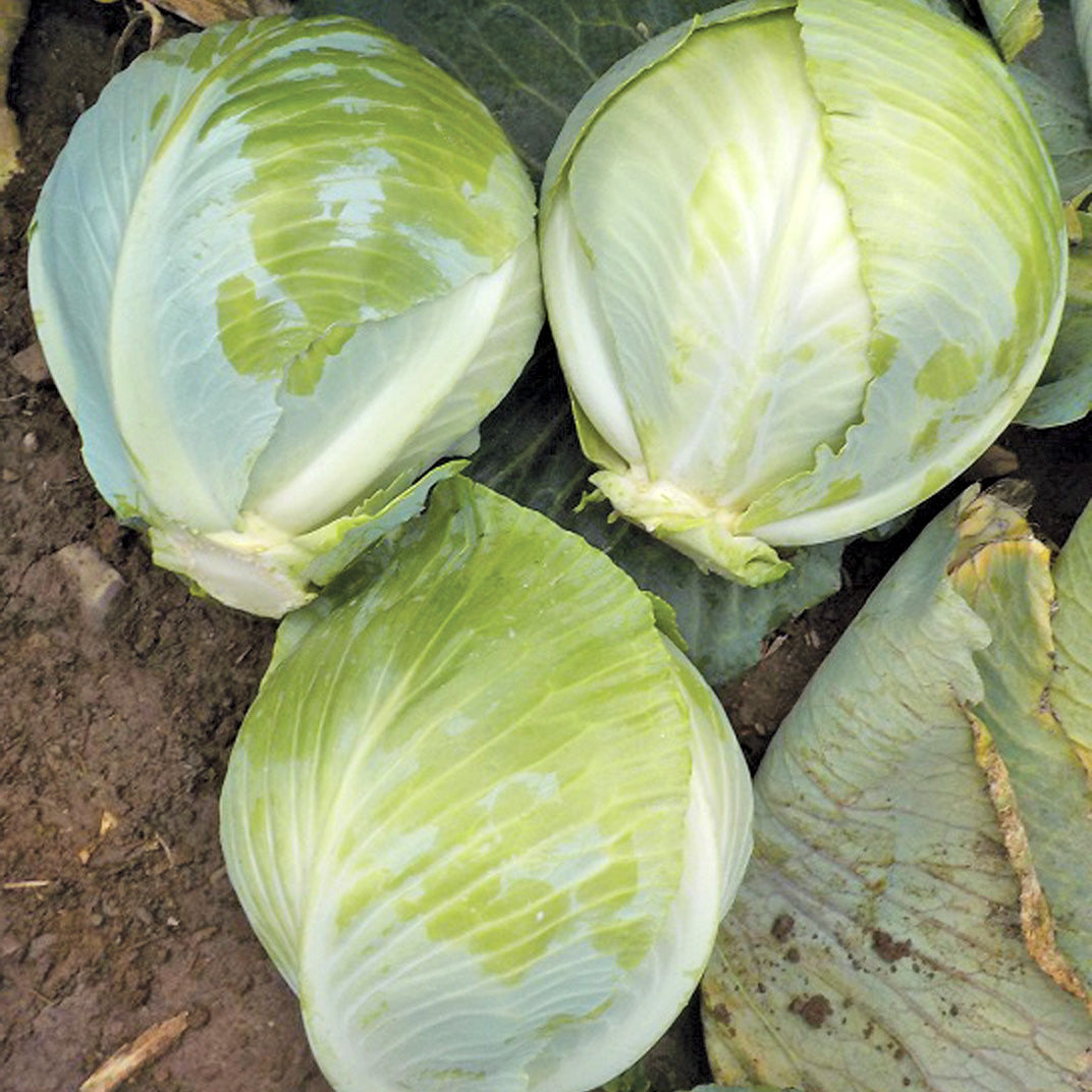 Sherrington Cabbage Hybrid