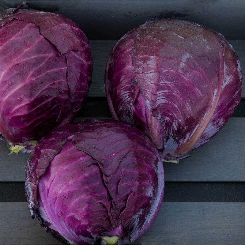 Roadie Cabbage Hybrid