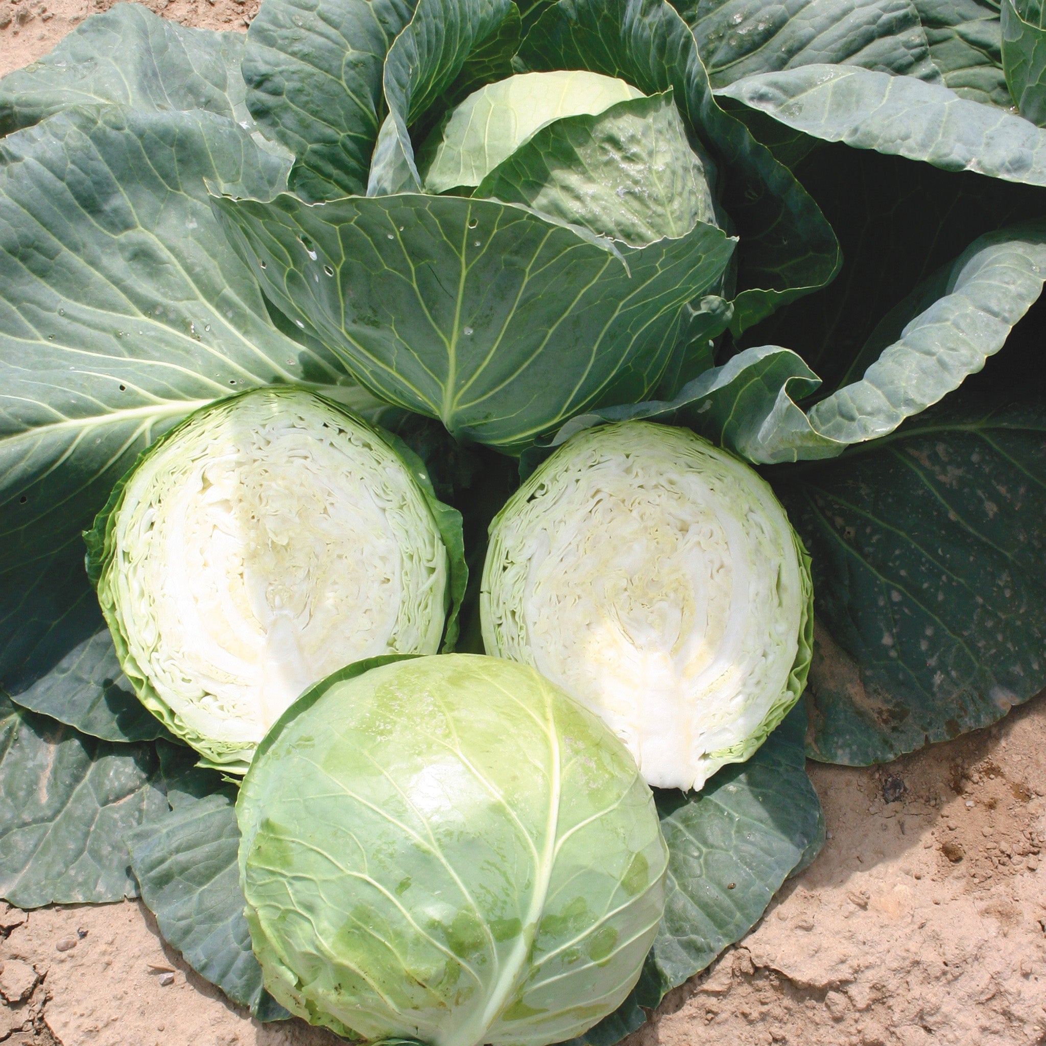Bourbon Cabbage Hybrid
