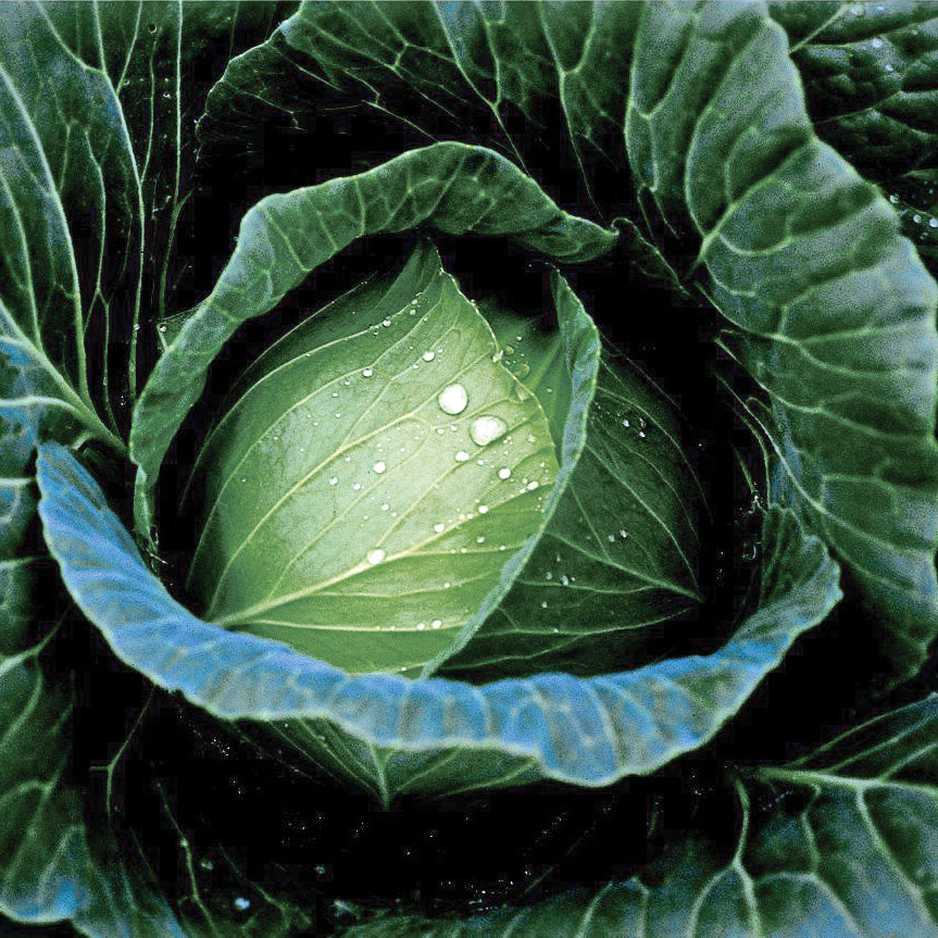 Thunderhead Cabbage Hybrid
