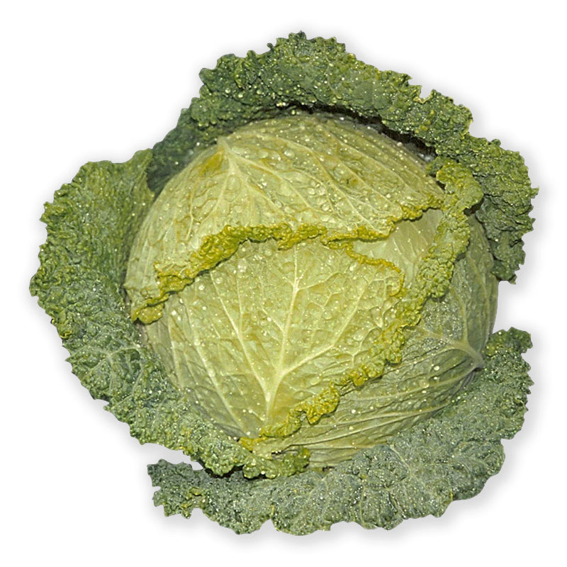 Savoy Blue Cabbage Hybrid