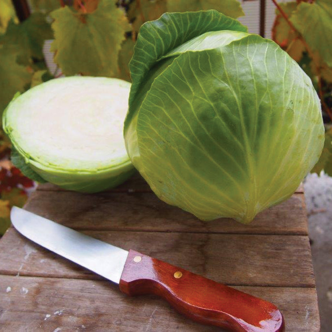 Decurion Cabbage Hybrid