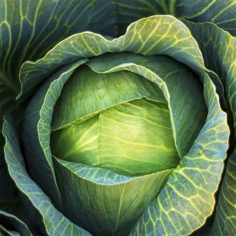 Hazelton Cabbage Hybrid