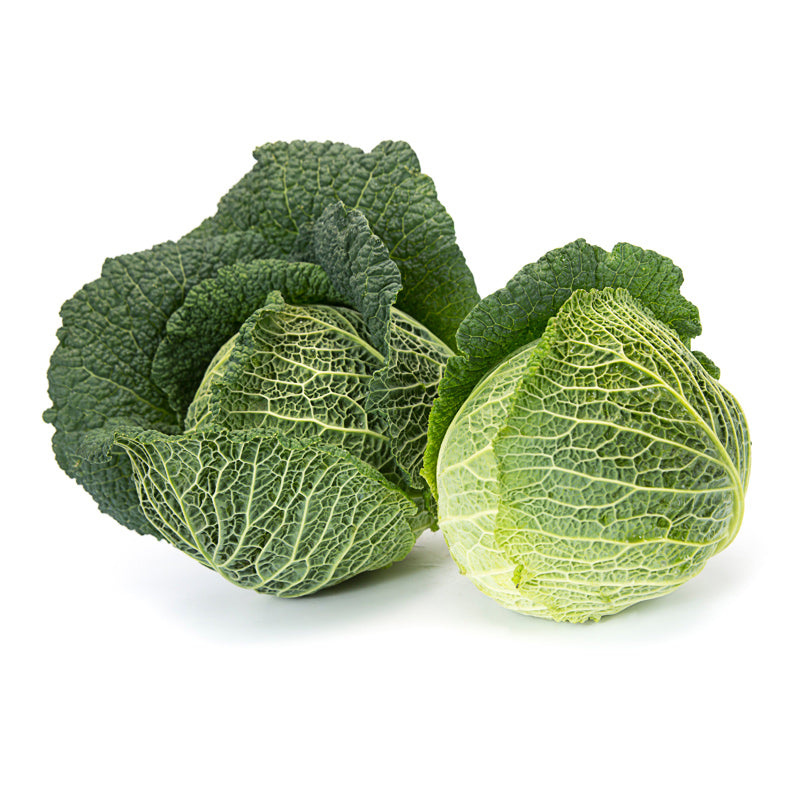 Maurice Cabbage Hybrid