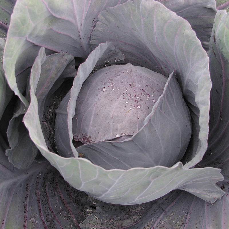 Rondale Cabbage Hybrid
