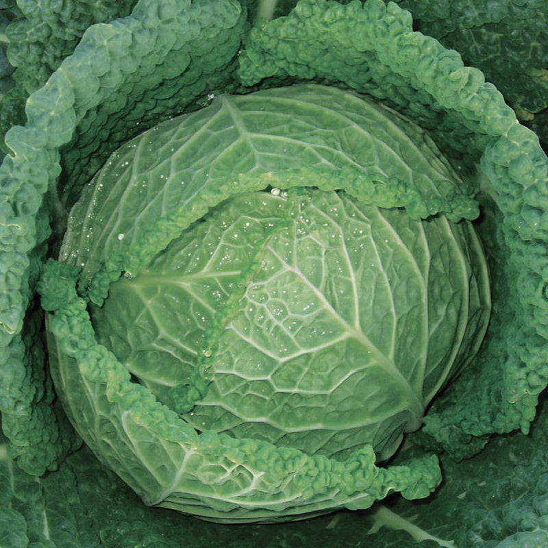 Serpentine Cabbage Hybrid