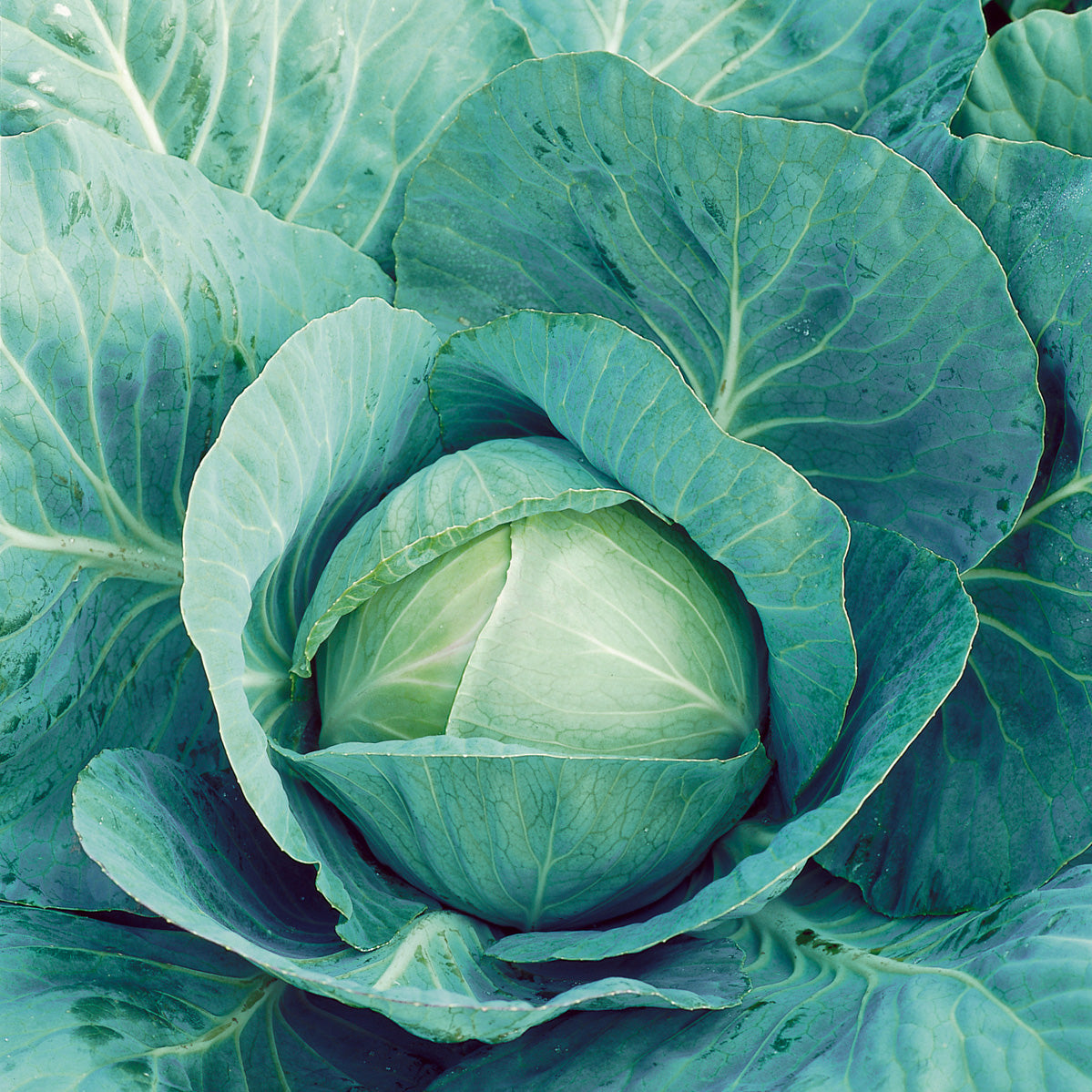 Tekila Cabbage Hybrid