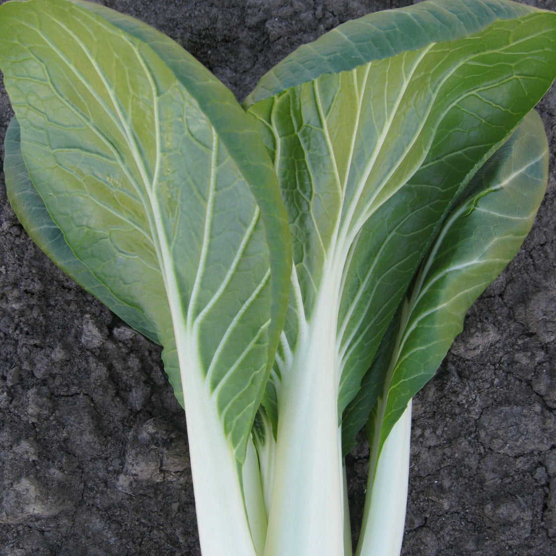 Bopak Untreated Pac Choi Hybrid