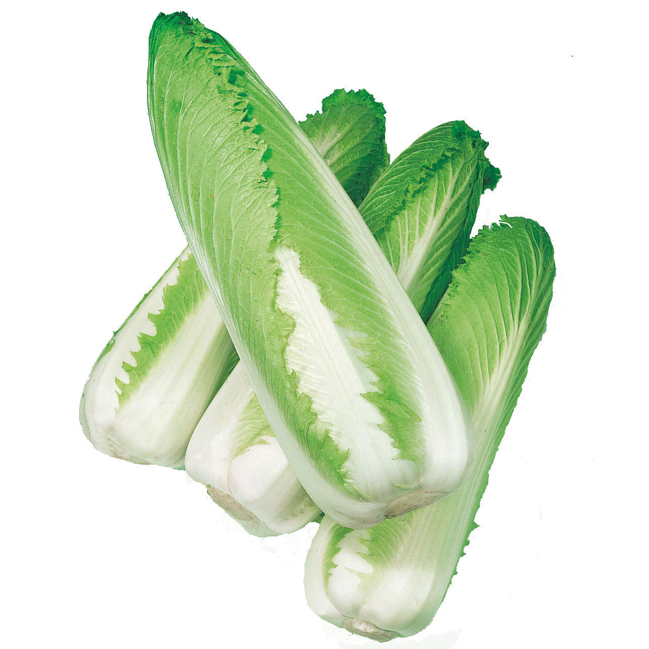 Green Rocket Chinese Cabbage Hybrid