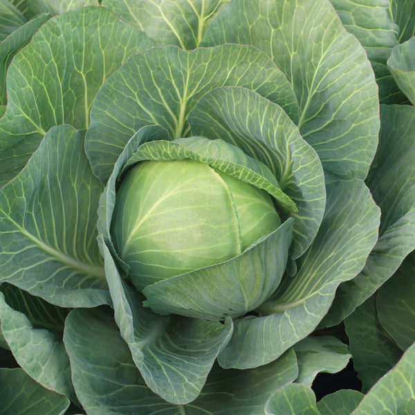 Zenon Cabbage Hybrid