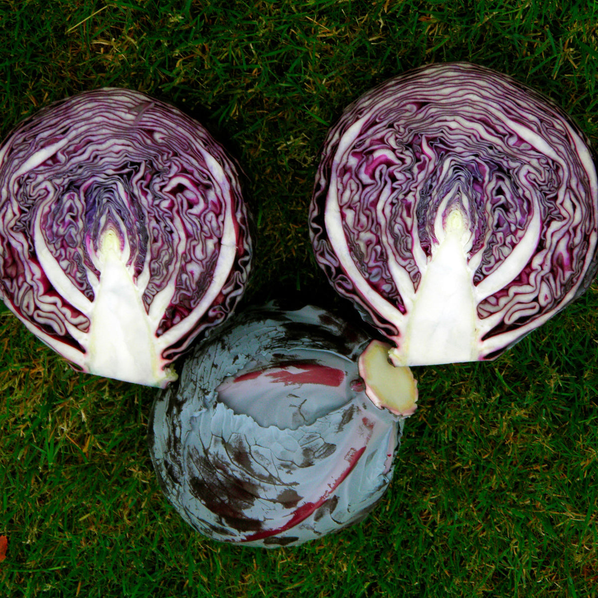 Resima Cabbage Hybrid – Stokes Seeds