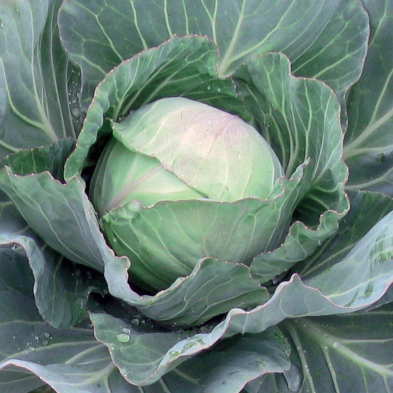 Acclaim Improved Cabbage Hybrid