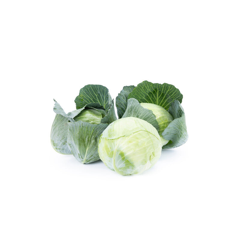 Missourima Cabbage Hybrid