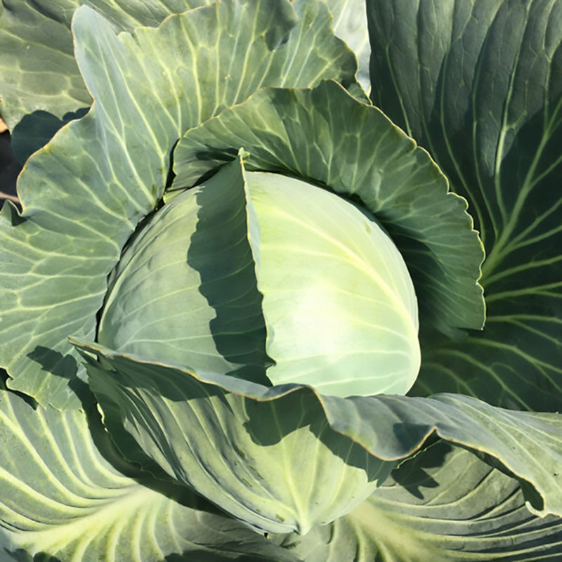 Foxma Cabbage Hybrid