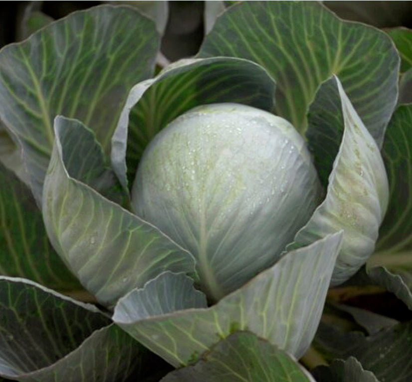 Ovation Cabbage Hybrid