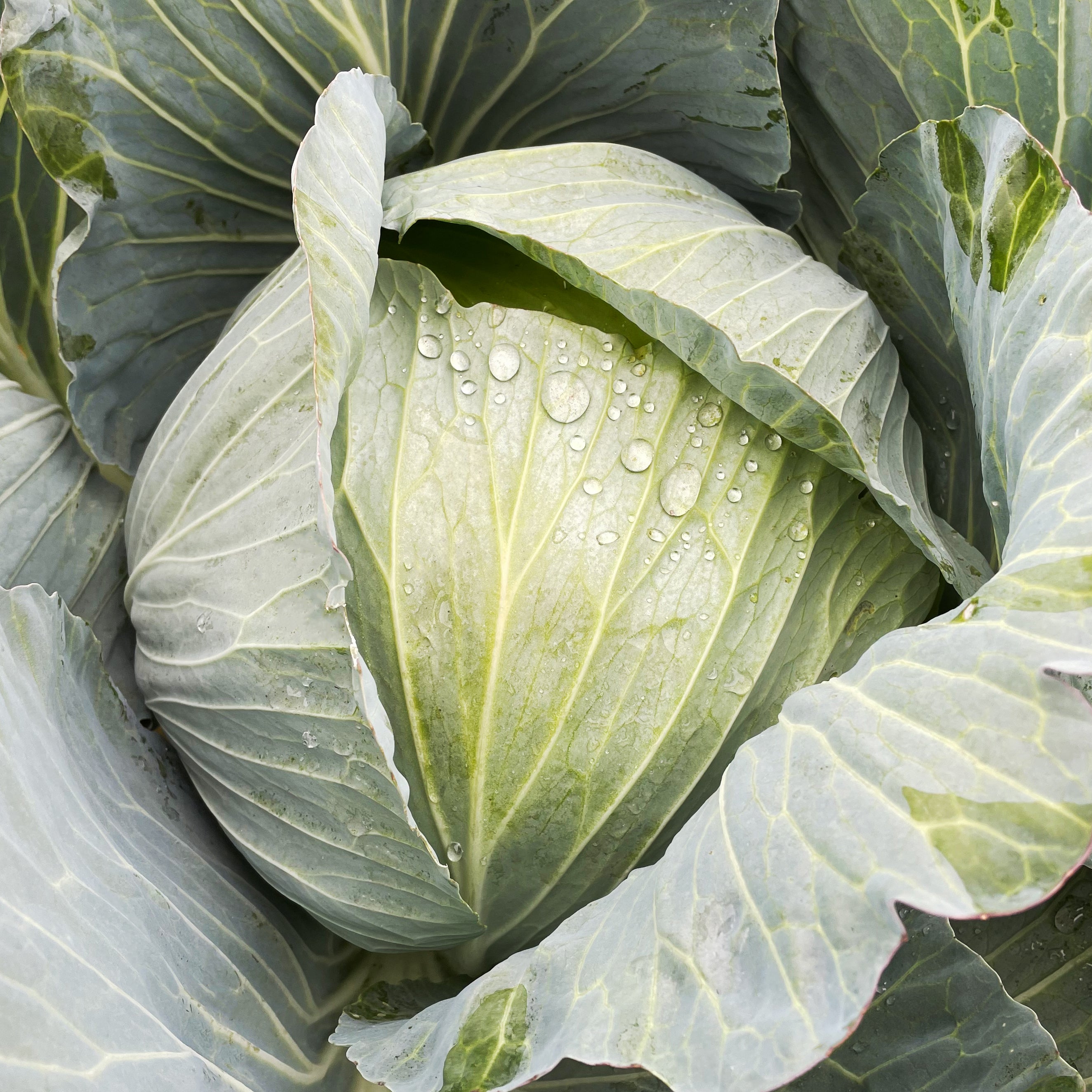 Mohawk Cabbage Hybrid