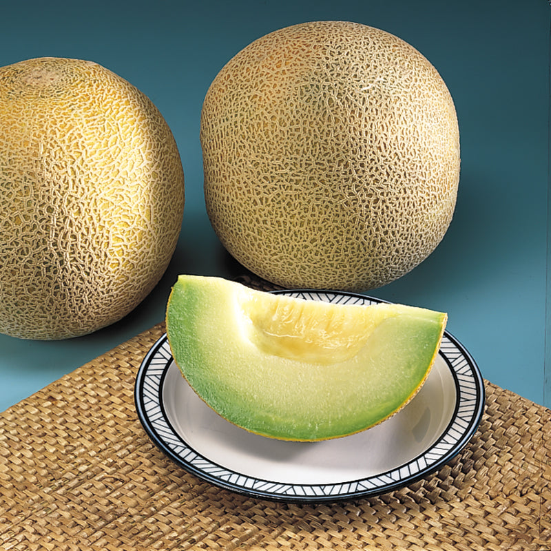 Passport Muskmelon Hybrid
