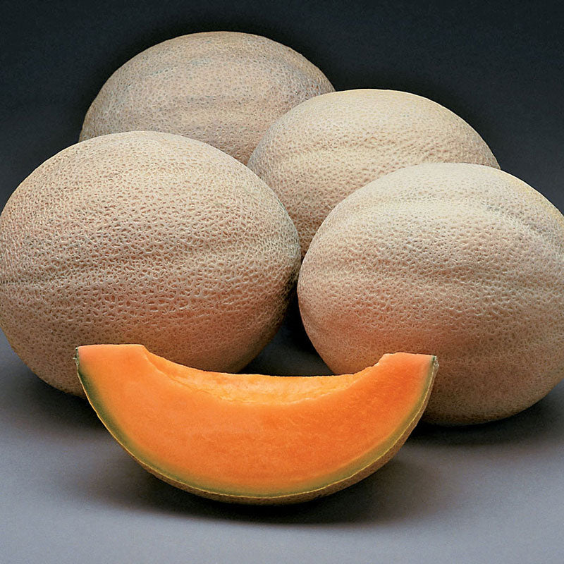 Athena Muskmelon Hybrid