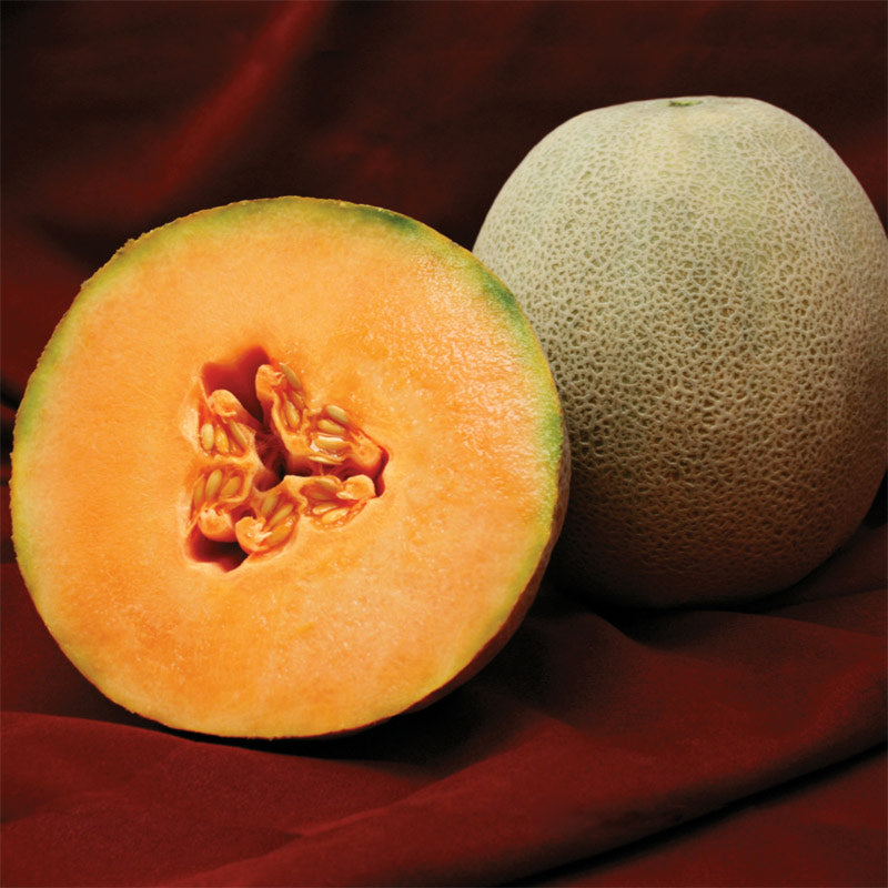 Avatar Cantaloupe Hybrid