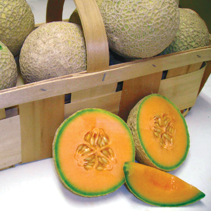 Sugar Cube Cantaloupe Hybrid