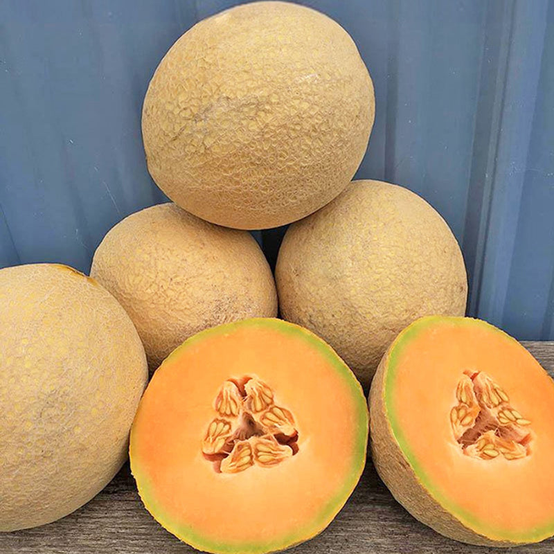 Sugar Rush (16H006) Cantaloupe Hybrid