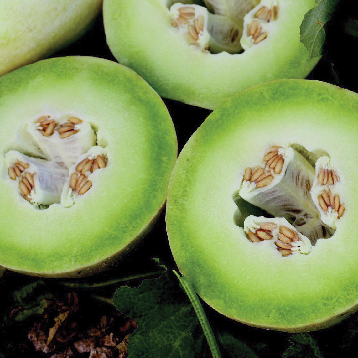 Summer Dew Honeydew Hybrid