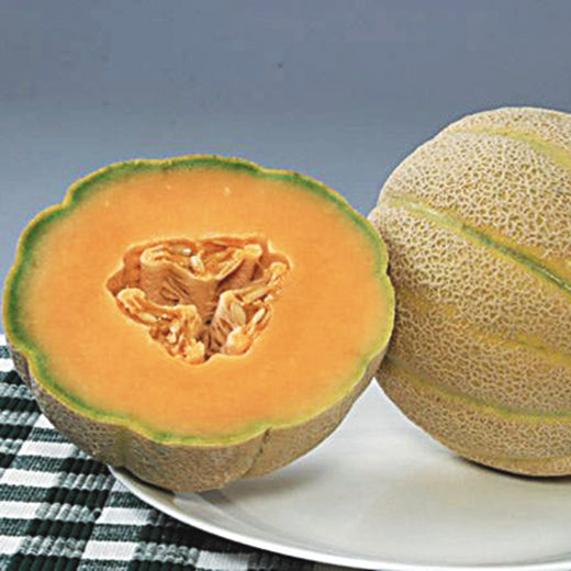 Halona Cantaloupe Hybrid