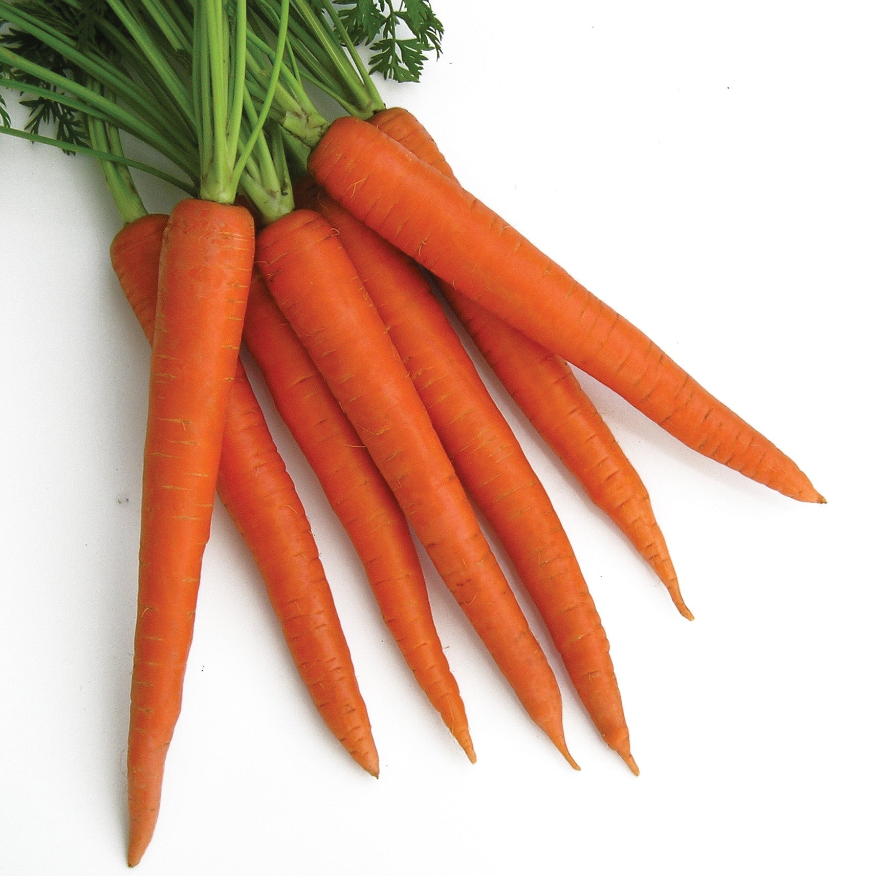 Apache Carrot Hybrid