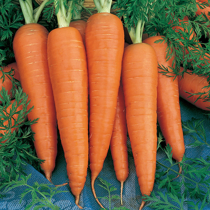 Danvers 126 Carrot