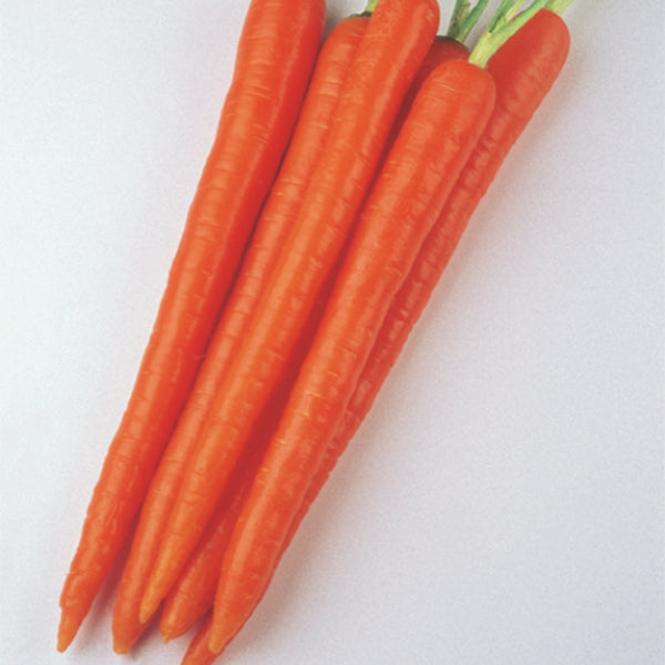 Enterprise Pelleted Carrot Hybrid