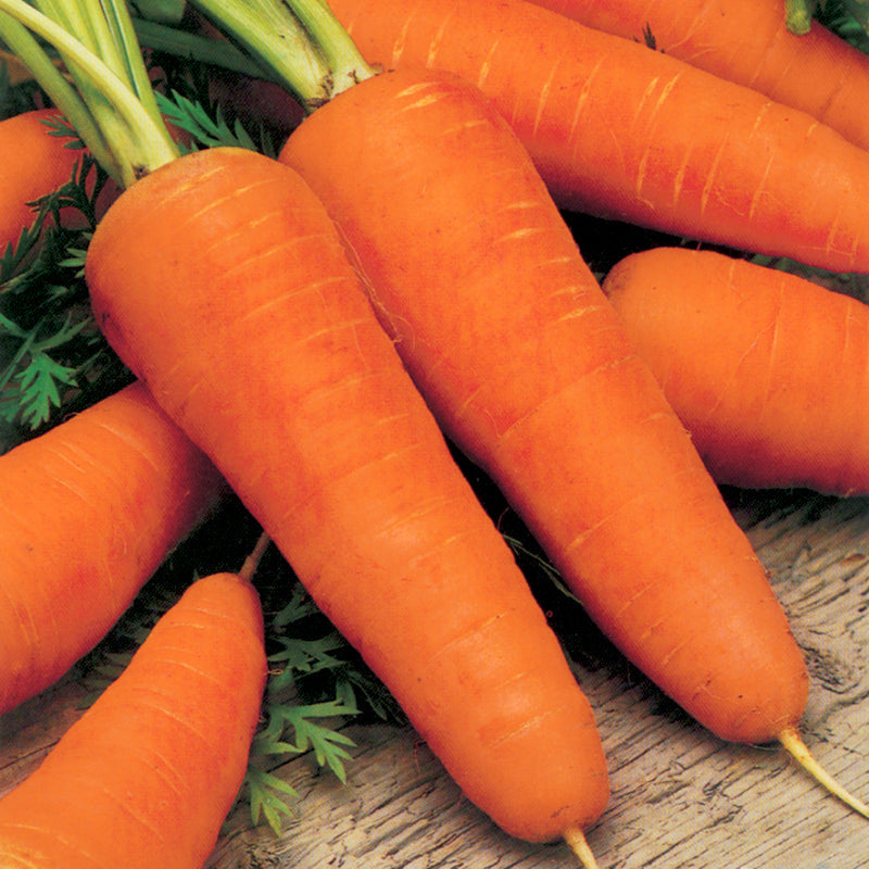 Royal Chantenay Untreated Carrot