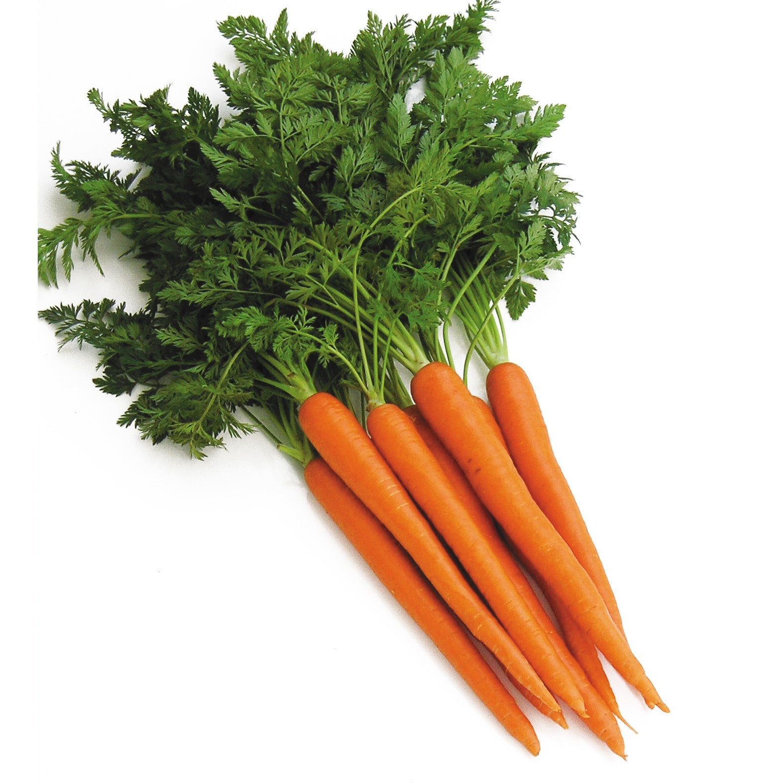 Maverick Carrot Hybrid