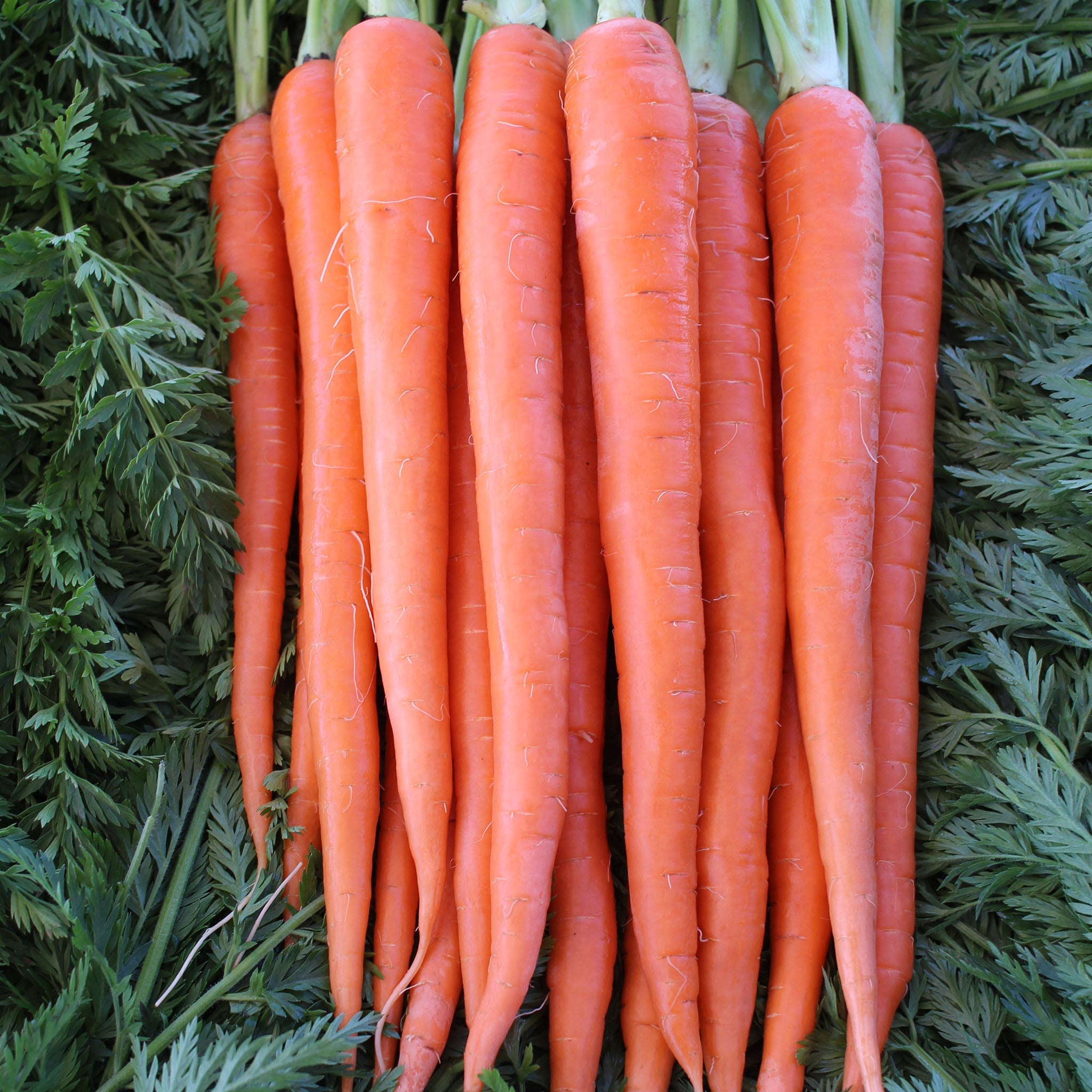 Rebel Carrot Hybrid