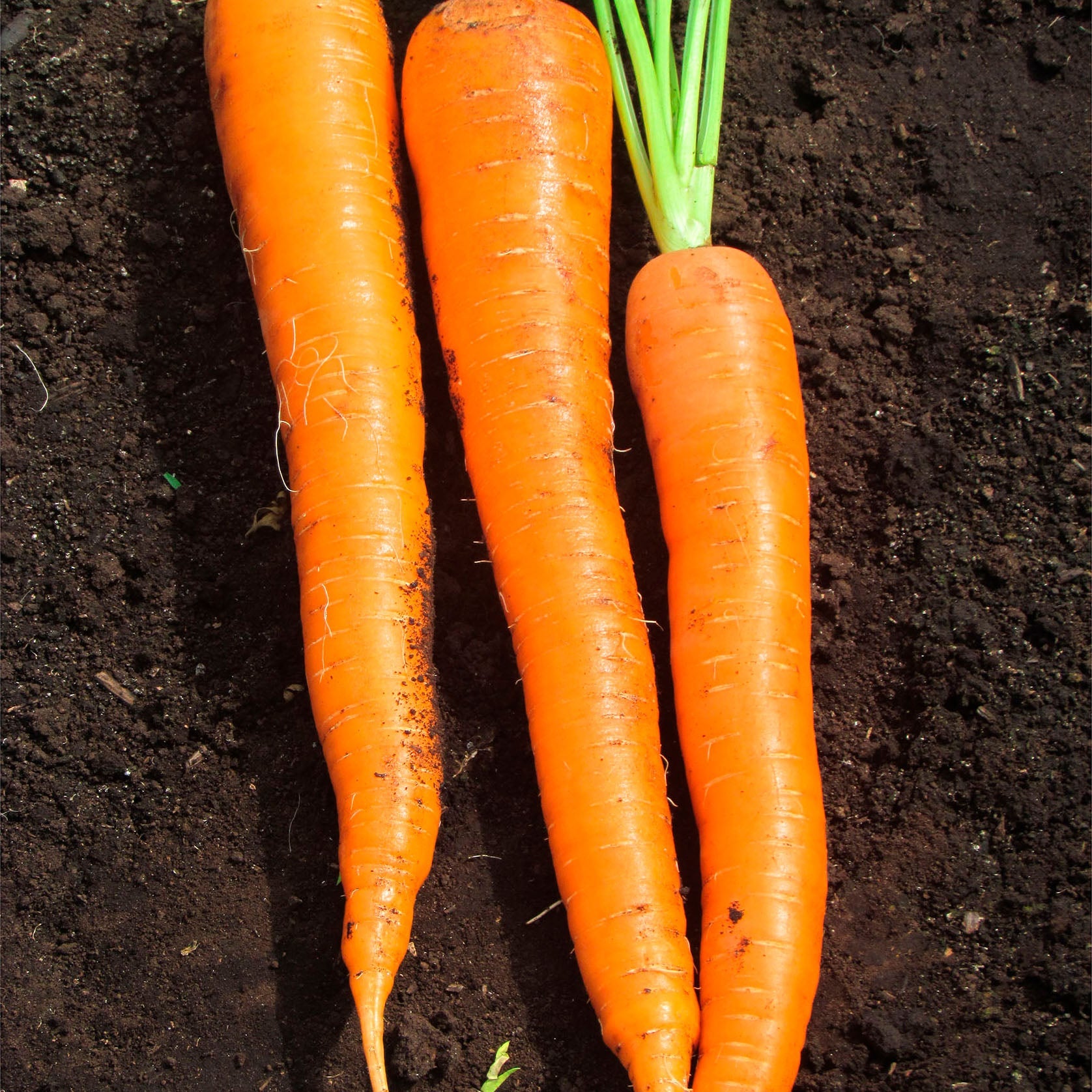 SV2384DL Carrot Hybrid