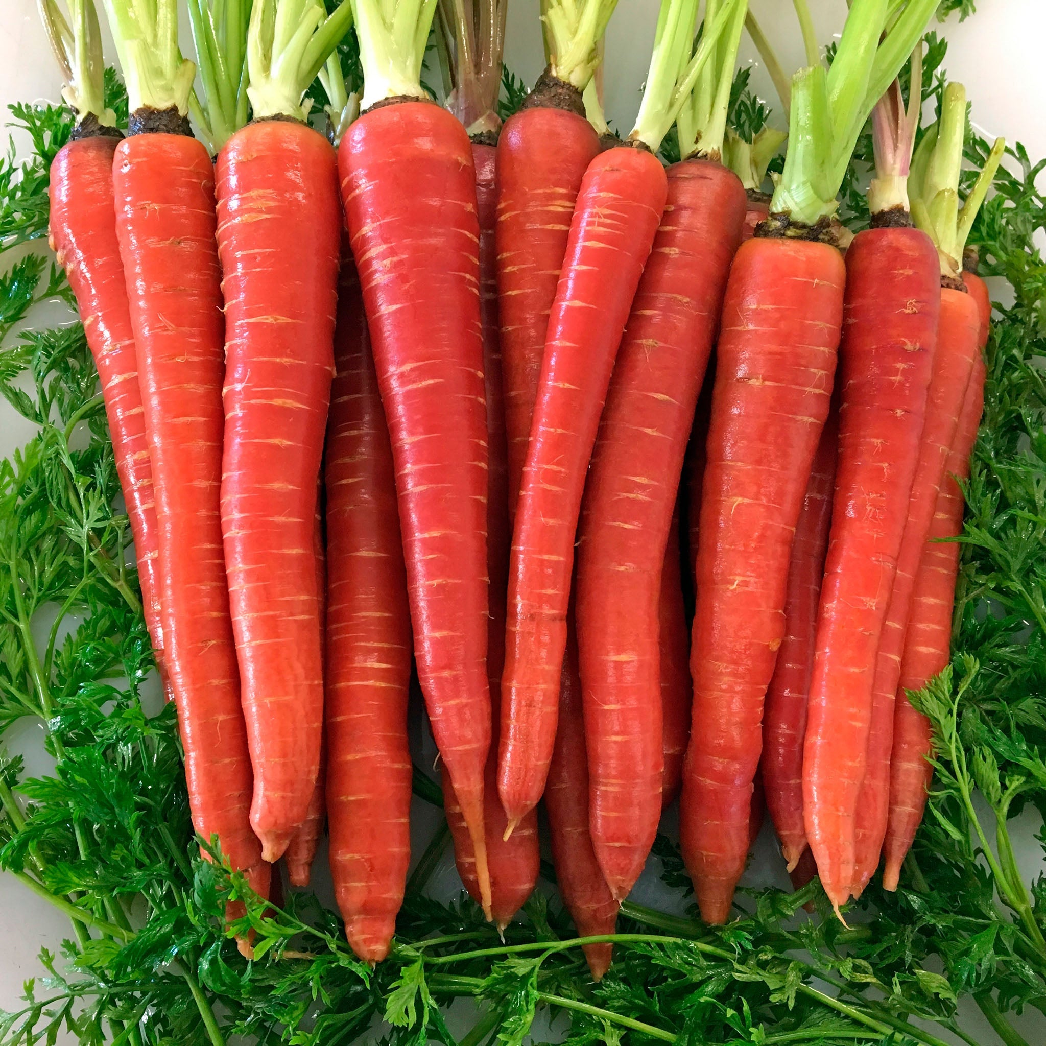 Malbec Red Carrot Hybrid