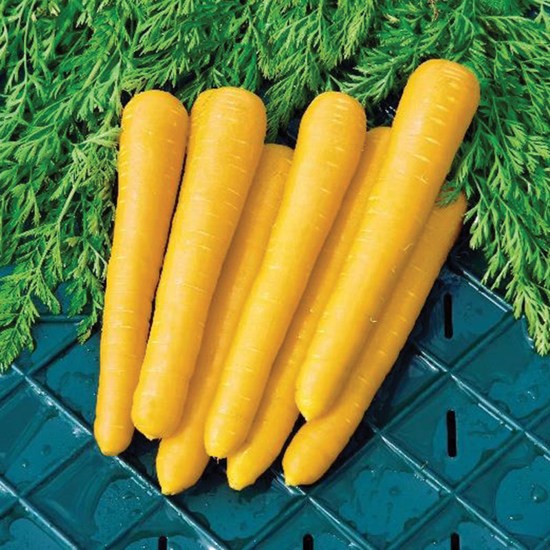 Gold Nugget Carrot Hybrid