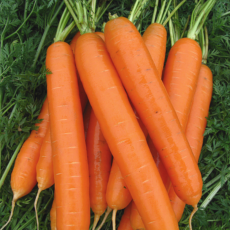 Brillyance Carrot Hybrid