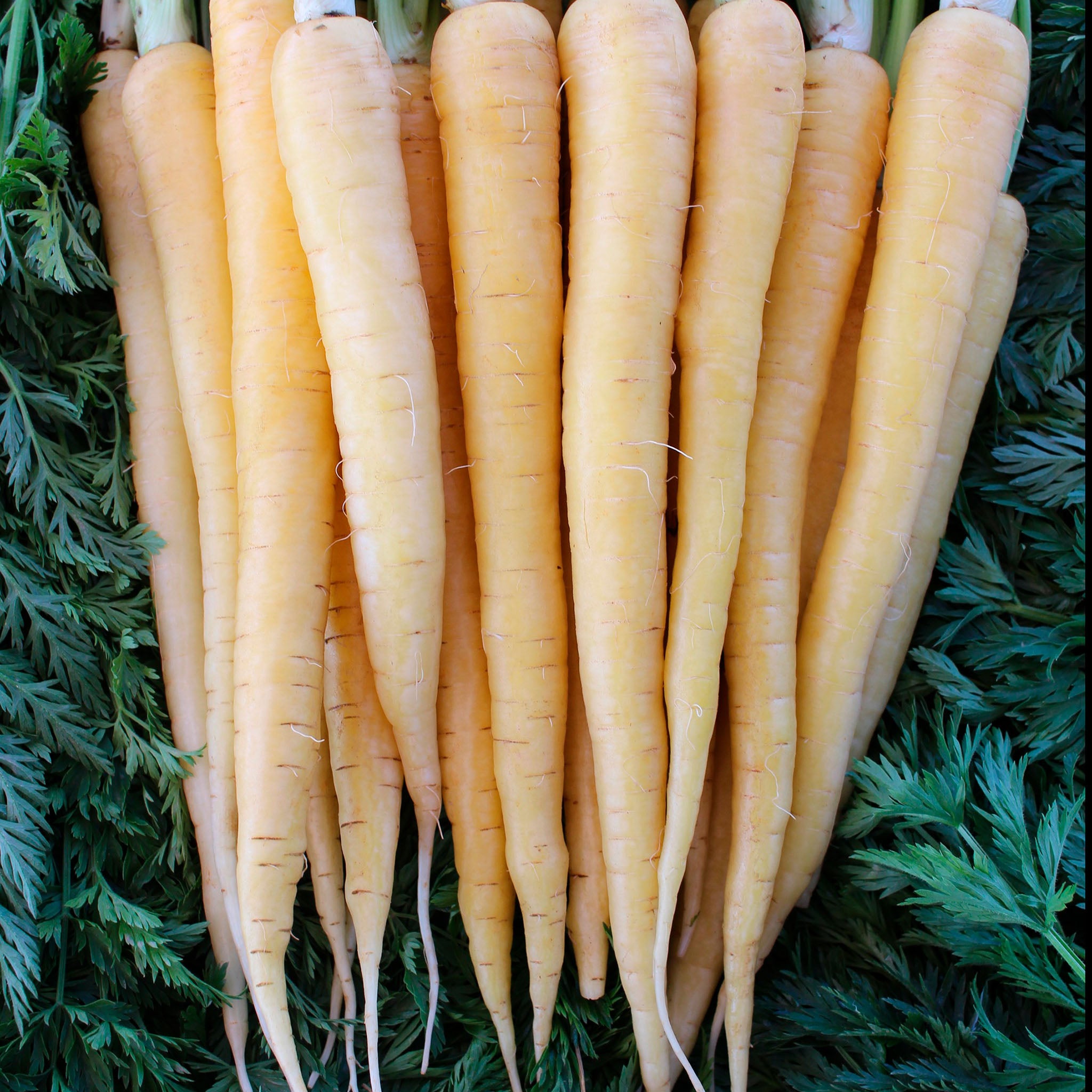 Creampak Carrot Hybrid