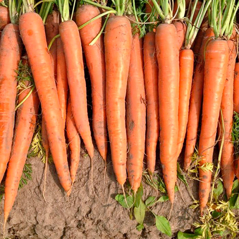 Orangeblaze Carrot Hybrid
